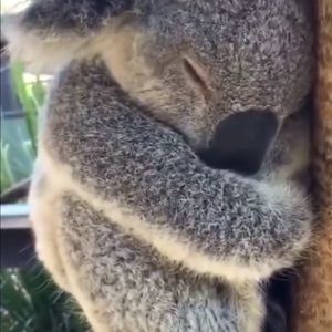 Meet your Posher, YT